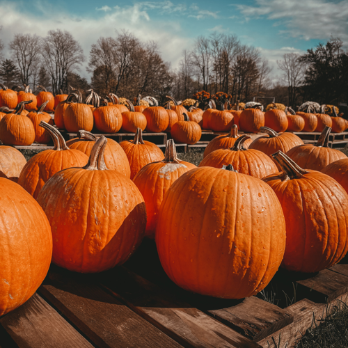 Pumpkins in field (Canva)